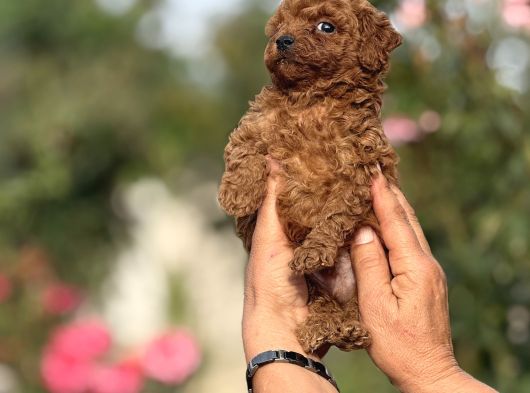 MICROTEACUP KG GARANTİLİ KOREA POODLE BEBEKLER