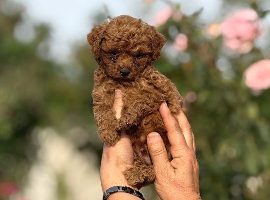Microteacup Kg Garanti̇li̇ Korea Poodle Bebekler görsel