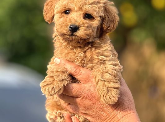 Teacup Boy Apricot Toypoodle Kg Garanti̇li̇ görsel