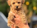 Teacup Boy Apricot Toypoodle Kg Garanti̇li̇