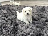 Kar Tanesi Maltese Yavrular