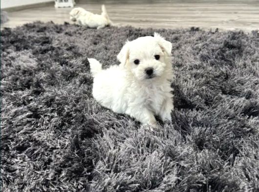 Kar Tanesi Maltese Yavrular görsel