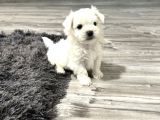 Kar Tanesi Maltese Yavrular