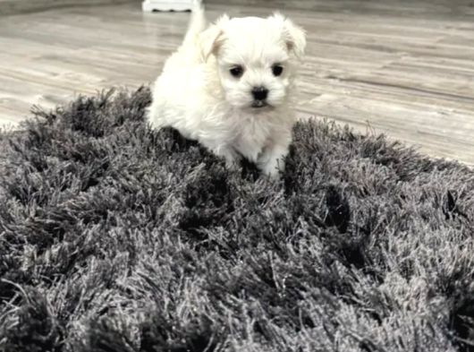 Kar Tanesi Maltese Yavrular görsel