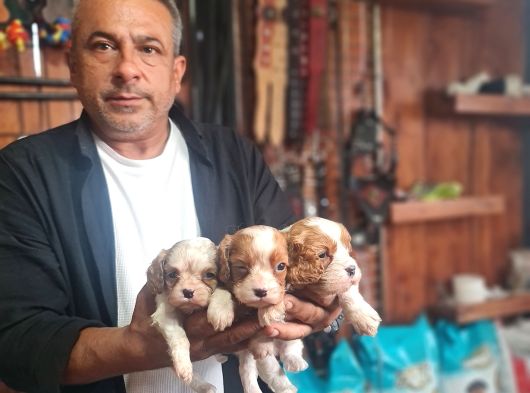 Cavalier Bebeklerimiz Için Acele Edin görsel
