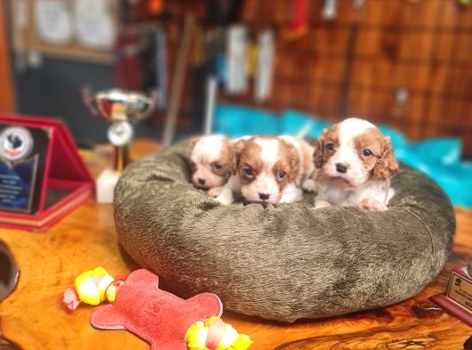 Cavalier Bebeklerimiz Için Acele Edin görsel