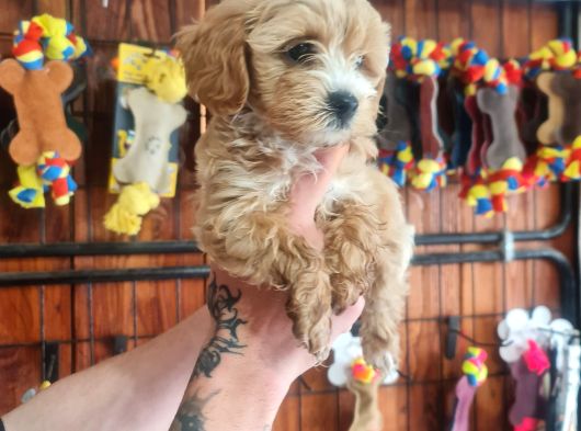 Maltipoo Bebeklerimiz Için Acele Edin görsel