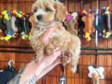 Maltipoo Bebeklerimiz Için Acele Edin