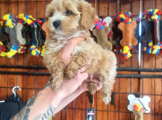 Maltipoo Bebeklerimiz Için Acele Edin görsel