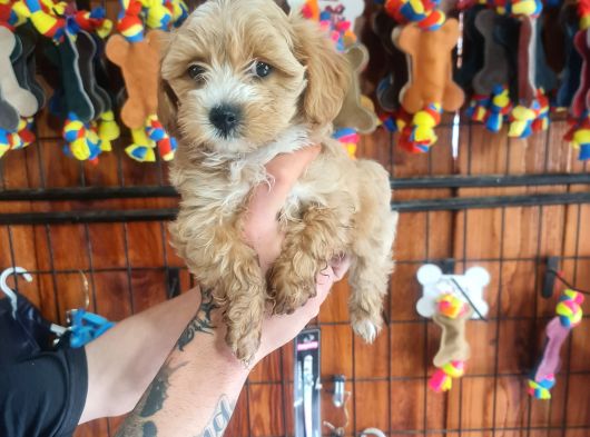 Maltipoo Bebeklerimiz Için Acele Edin görsel