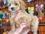 Maltipoo Bebeklerimiz Için Acele Edin