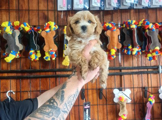 Maltipoo Bebeklerimiz Için Acele Edin görsel