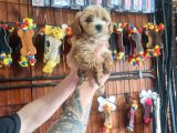 Maltipoo Bebeklerimiz Için Acele Edin