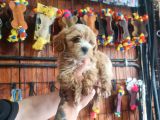 Maltipoo Bebeklerimiz Için Acele Edin