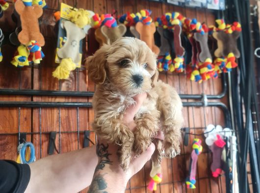 Maltipoo Bebeklerimiz Için Acele Edin görsel