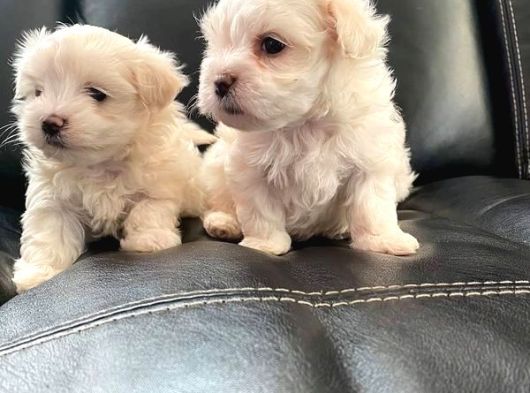 Teacup Tüy Dökmeyen Maltese Yavrular görsel