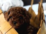 Toy poodle yavrular