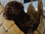 Toy Poodle Yavrular
