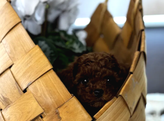 Toy Poodle Yavrular görsel