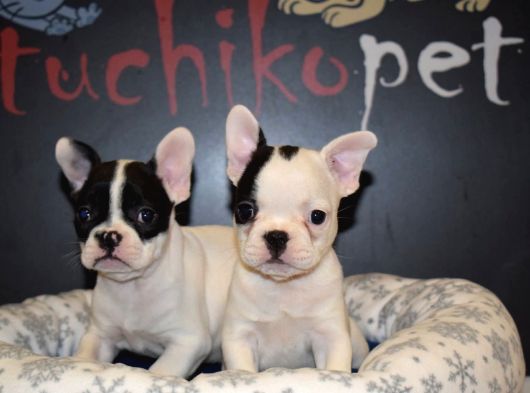French Bulldog Yavrular