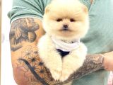 A Kalite Pomeranian Boo