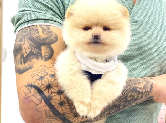 A Kalite Pomeranian Boo görsel