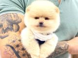 A Kalite Pomeranian Boo