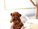 MİCRO BOY TOY POODLE BEBEKLERİM