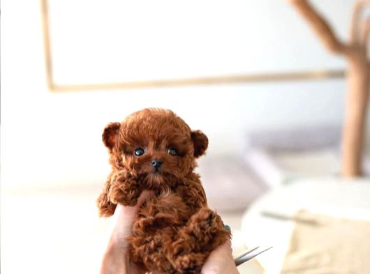 MİCRO BOY TOY POODLE BEBEKLERİM