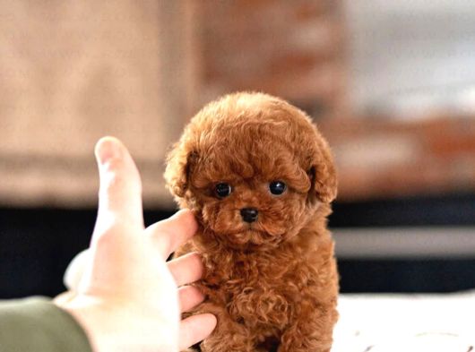 İSTANBULDA TOY POODLE KAPIDA ÖDEMELİ YAVRULARİMİZ