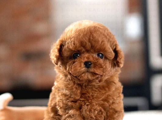 İstanbulda Toy Poodle Kapida Ödemeli̇ Yavrulari̇mi̇z görsel