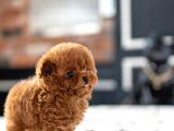 İstanbulda Toy Poodle Kapida Ödemeli̇ Yavrulari̇mi̇z