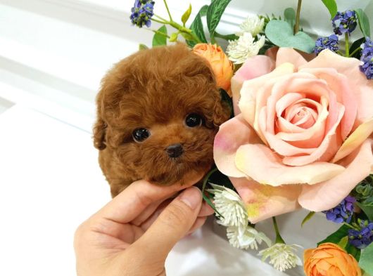 ÇOCUKLARIN MUTLULUĞU TOY POODLE BEBEKLERİM