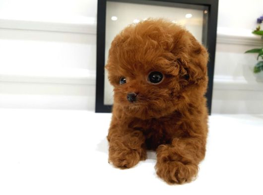 Çocuklarin Mutluluğu Toy Poodle Bebekleri̇m görsel