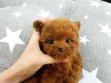 Çocuklarin Mutluluğu Toy Poodle Bebekleri̇m