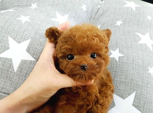 Çocuklarin Mutluluğu Toy Poodle Bebekleri̇m görsel