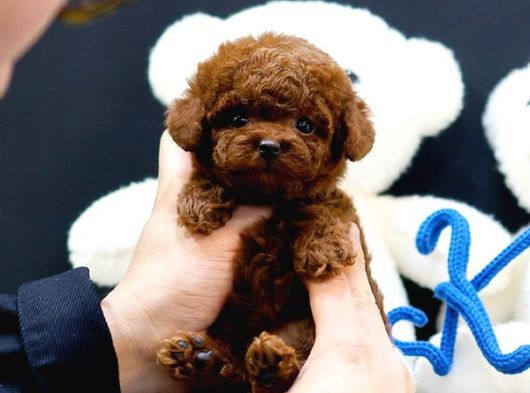 Çocuklarin Mutluluğu Toy Poodle Bebekleri̇m görsel
