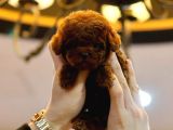 ÇOCUKLARIN MUTLULUĞU TOY POODLE BEBEKLERİM