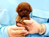 KOREAN EXPORT YURT DIŞI GRİSİLİ TOY POODLE BEBEKLERİM