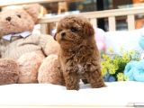 Bebek Surat Toy Poodle Bebekleri̇m