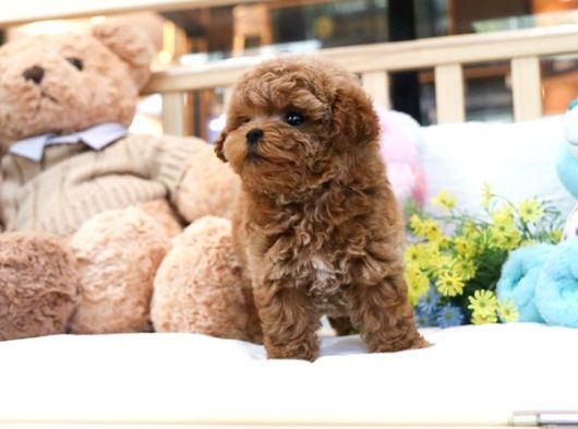Bebek Surat Toy Poodle Bebekleri̇m görsel