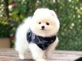 Sevimli Pomeranian Yavrular