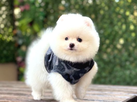 Sevimli Pomeranian Yavrular