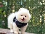 Sevimli Pomeranian Yavrular