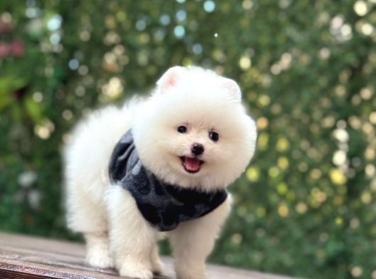 Sevimli Pomeranian Yavrular görsel