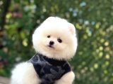 Sevimli Pomeranian Yavrular
