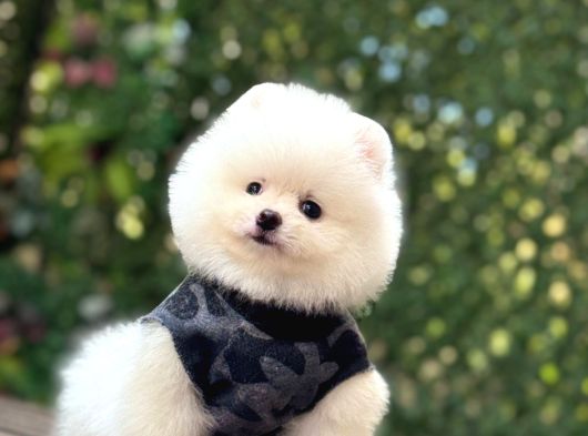 Sevimli Pomeranian Yavrular görsel