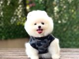 Sevimli Pomeranian Yavrular