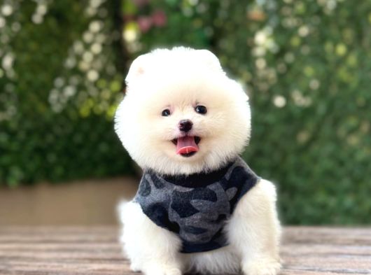 Sevimli Pomeranian Yavrular görsel