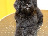 Silver poodle yavrular